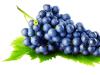 Как собирают виноград для вина