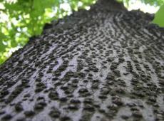 Разновидности липы и их биологические особенности Липа возраст дерева